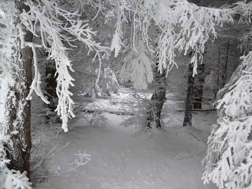 Foto La poale de codru des (c) Lucian Petru Goja